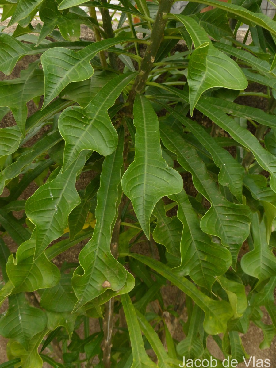 Plumeria pudica Jacq.